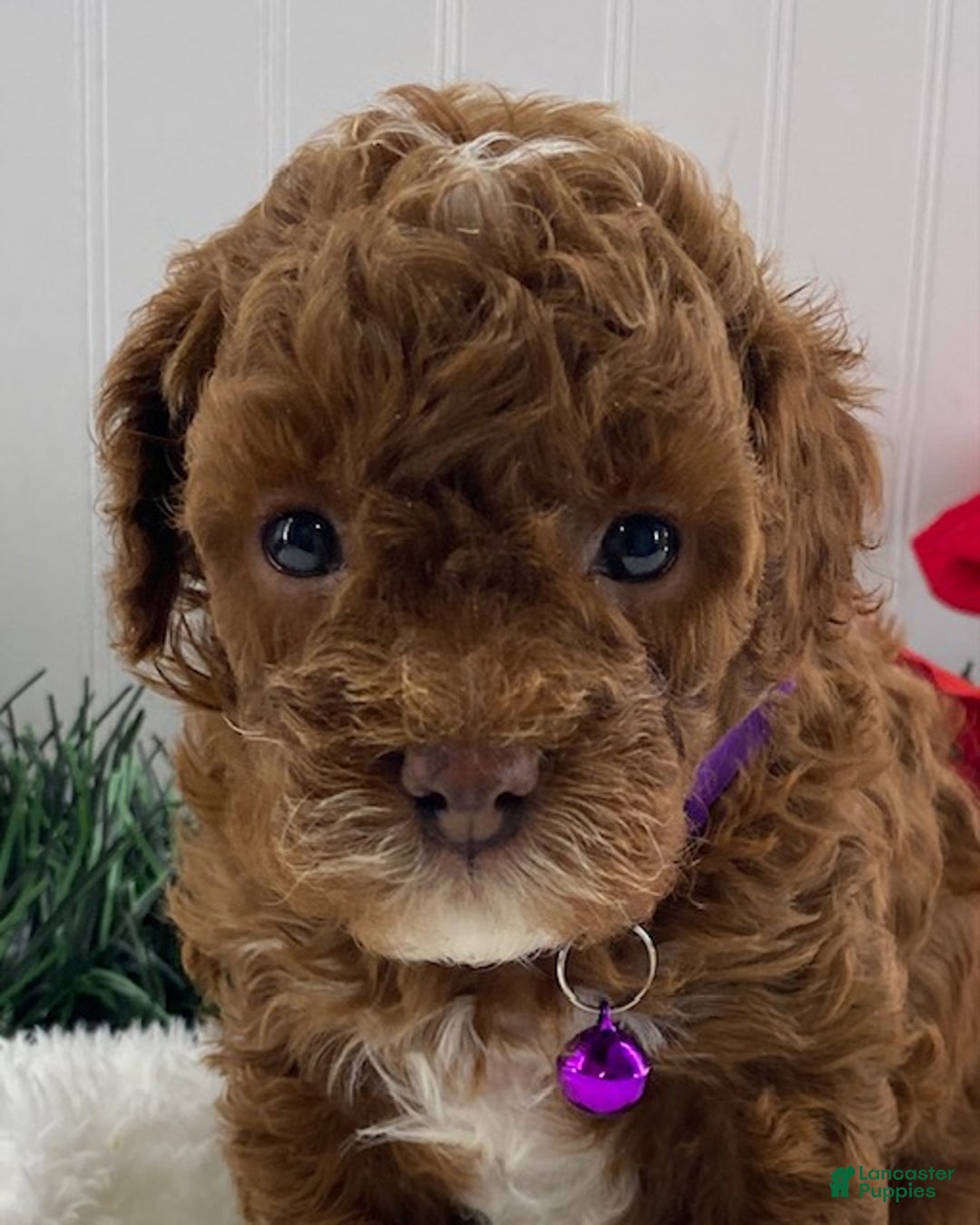 Toy Poodle dogs for sale: Archie - Ad 6