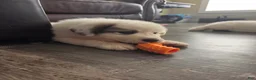 Great Pyrenees dogs for sale: Lily  - Ad 9