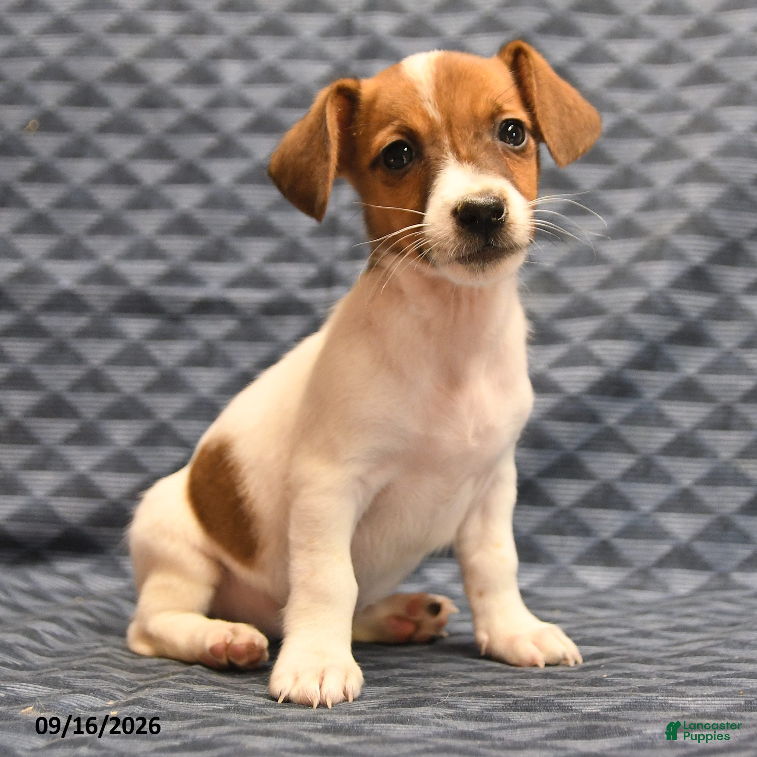 Jack Russell Terrier dogs Lydia - Ad 2