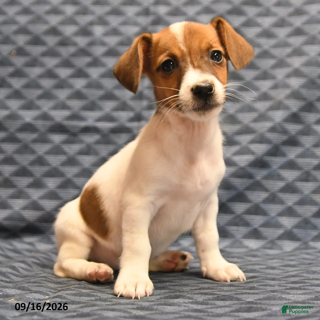 Jack Russell Terrier dogs for sale: Lydia - Ad 2