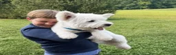 West Highland Terrier dogs for sale: Annie - Ad 4