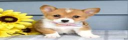 Welsh Corgi Pembroke dogs for sale: Winnie - Ad 6