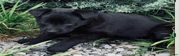 German Shepherd dogs for sale: Purple Collar Girl - Ad 2