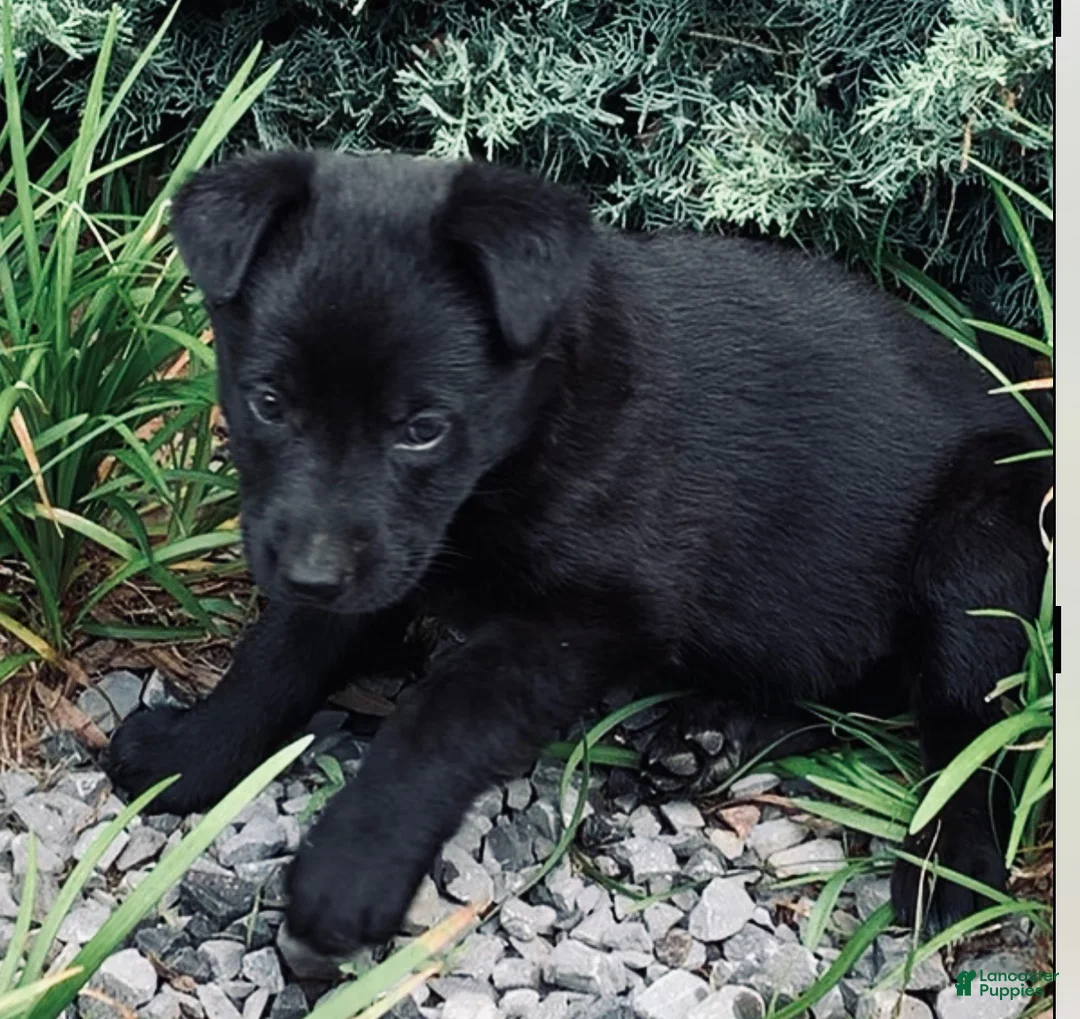 German Shepherd dogs for sale: Purple Collar Girl - Ad 2