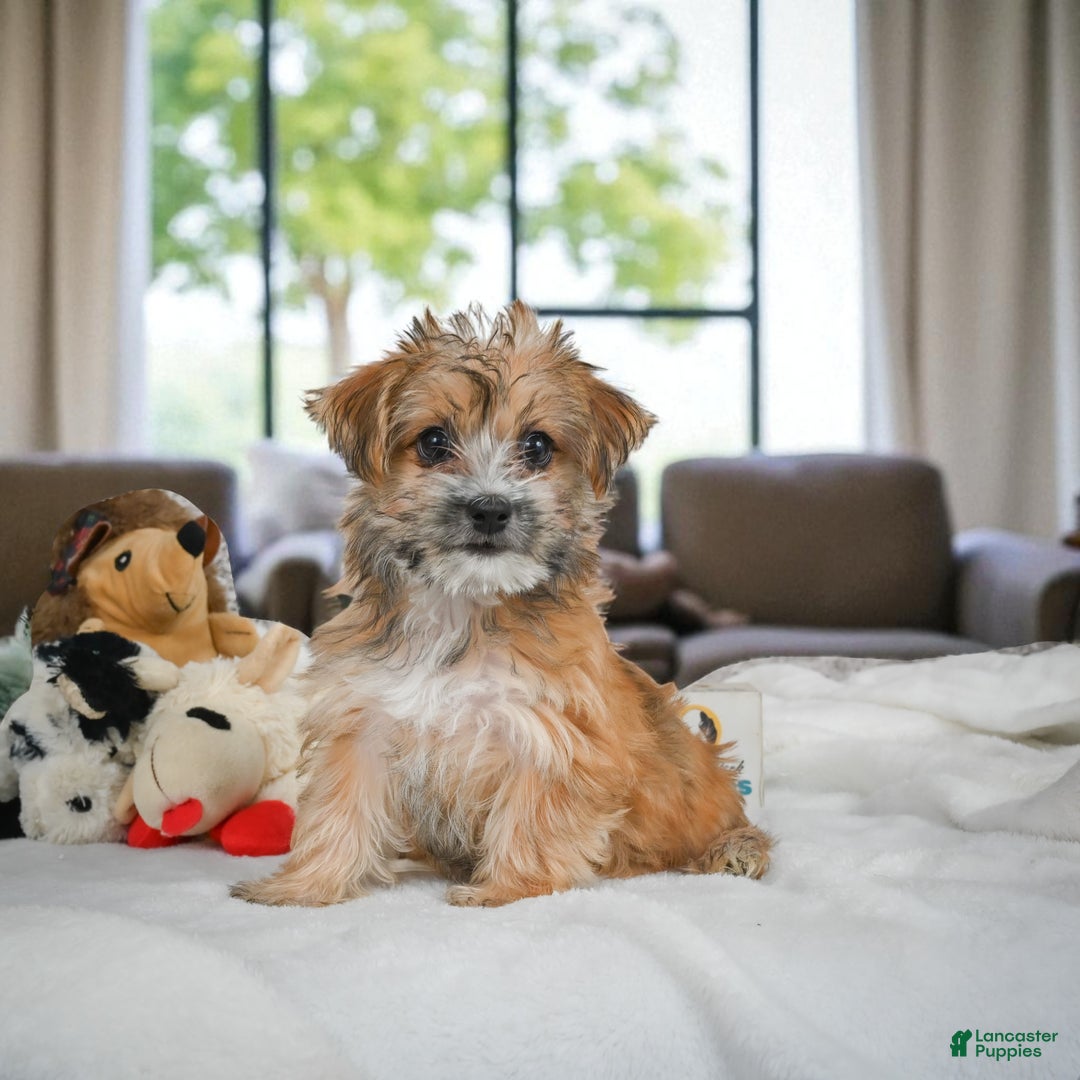 Morkie dogs for sale: ALICE - Ad 5