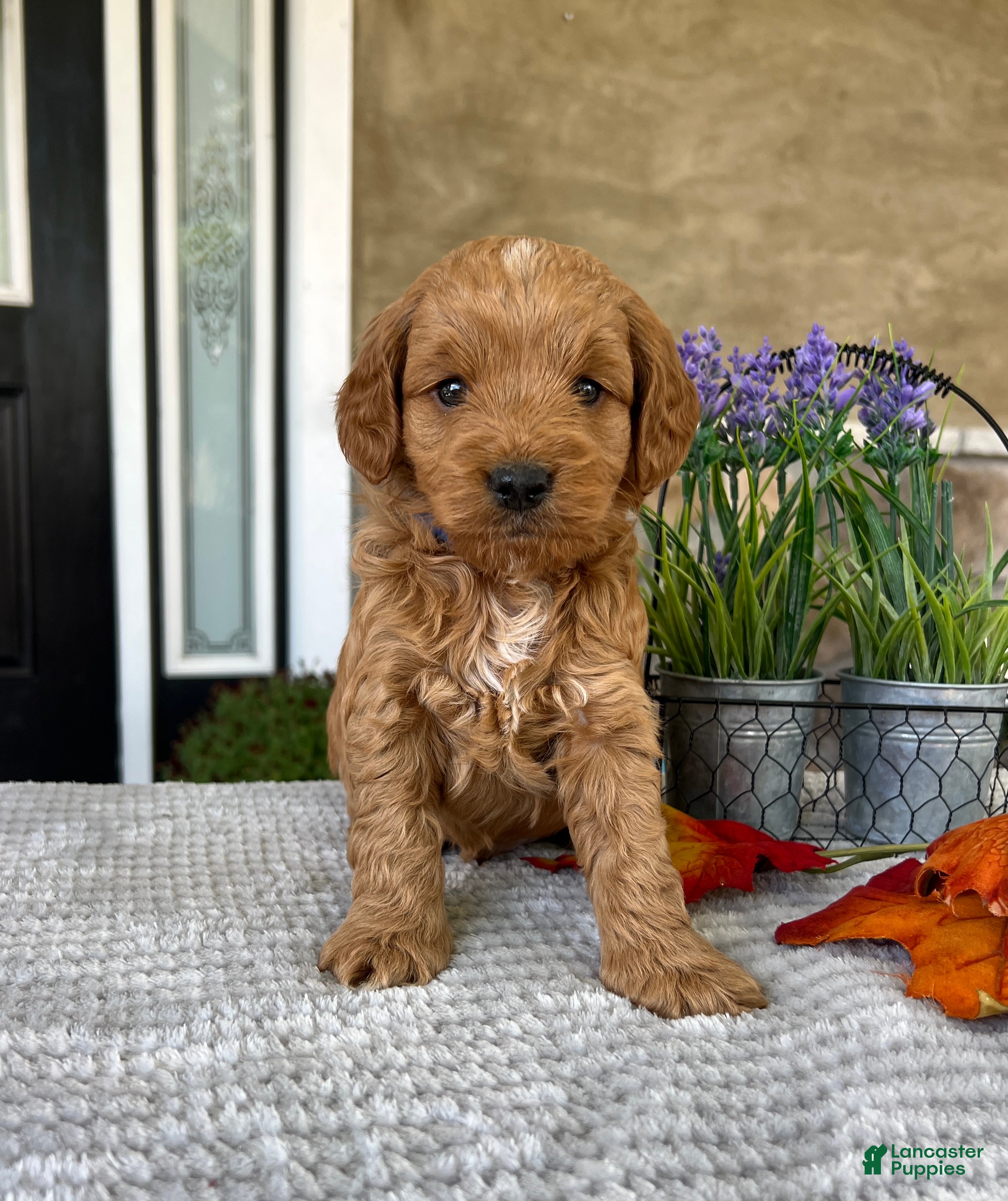 Goldendoodle dogs Leo - Ad 2