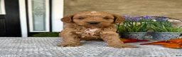 Goldendoodle dogs for sale: Leo - Ad 2