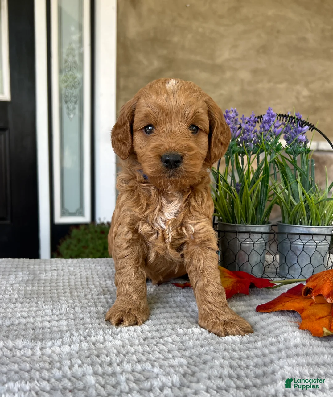 Goldendoodle dogs for sale: Leo - Ad 2
