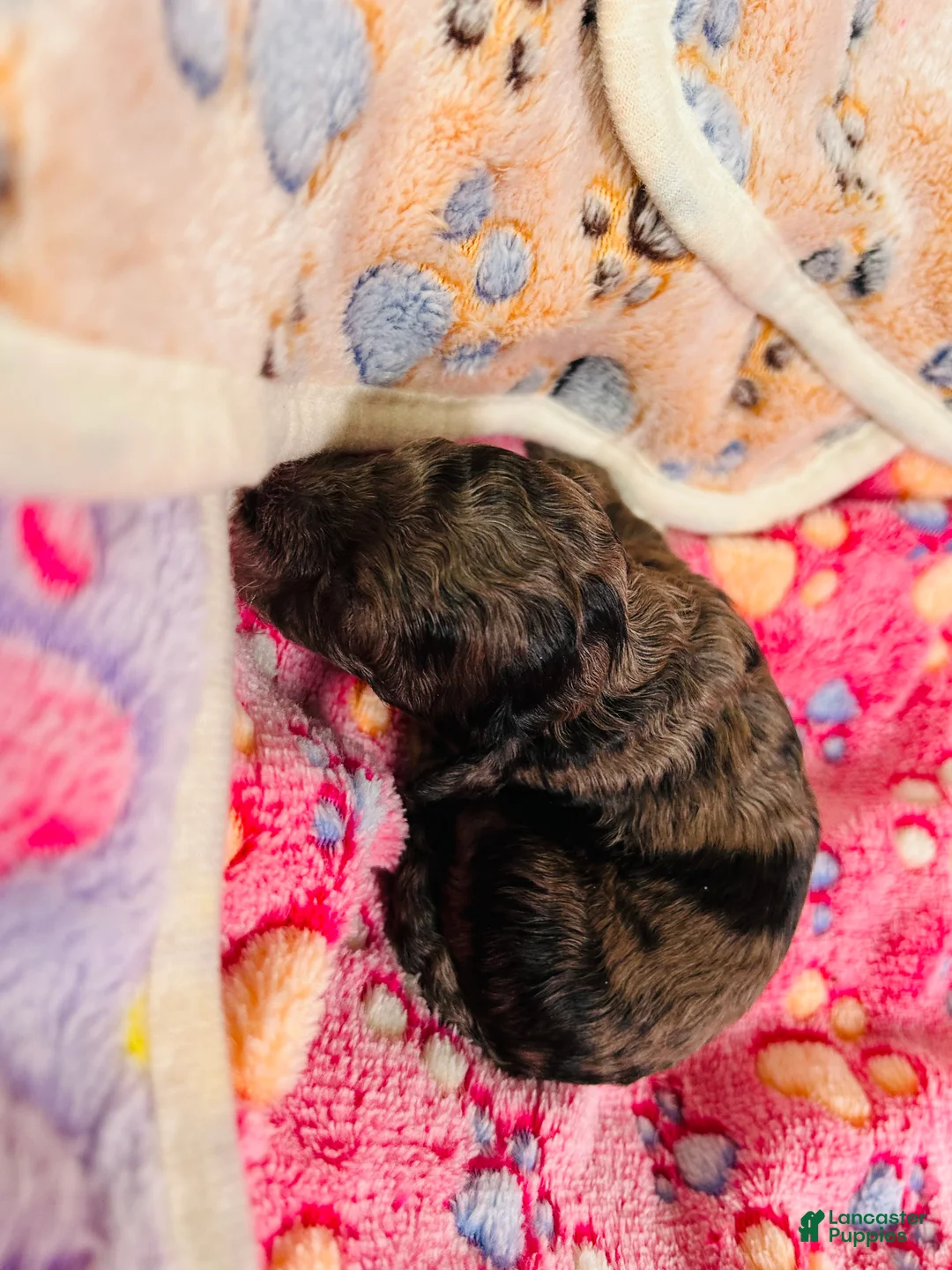 Cavapoo dogs for sale: Lilly - Ad 3