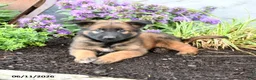 Belgian Malinois dogs for sale: Ranger - Ad 5