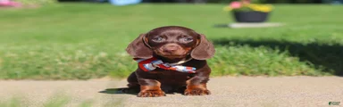 Luke