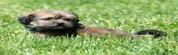 Shorkie dogs for sale: Stewart - Ad 8
