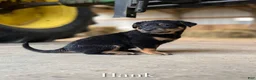 Mixed Breed dogs for sale: Gunner - Ad 7