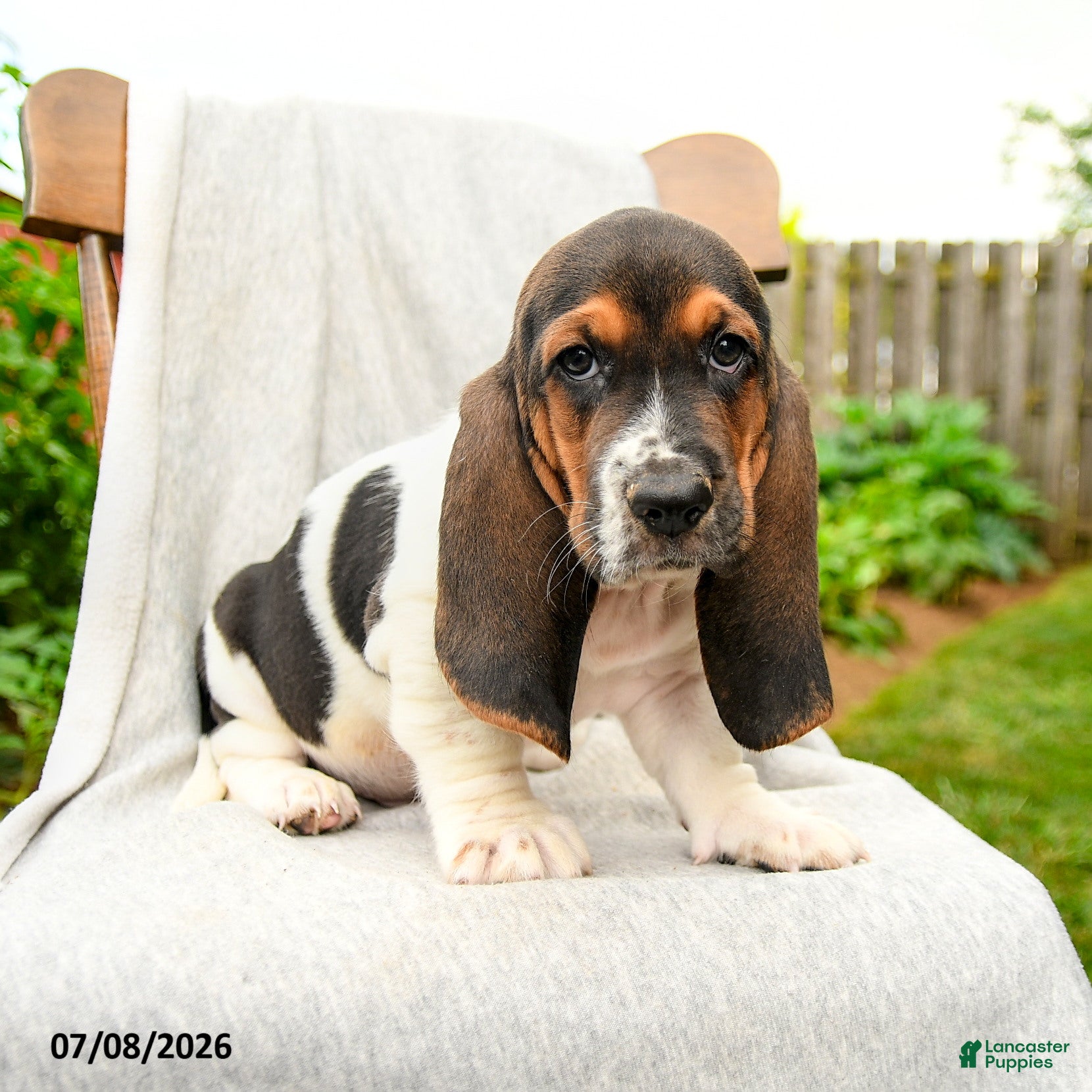 Basset Hound dogs Bartley - Ad 1