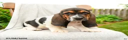 Basset Hound dogs for sale: Bartley - Ad 1