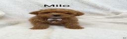 Mini Goldendoodle dogs for sale: Mini Goldendoodle Puppy 1 - Ad 6