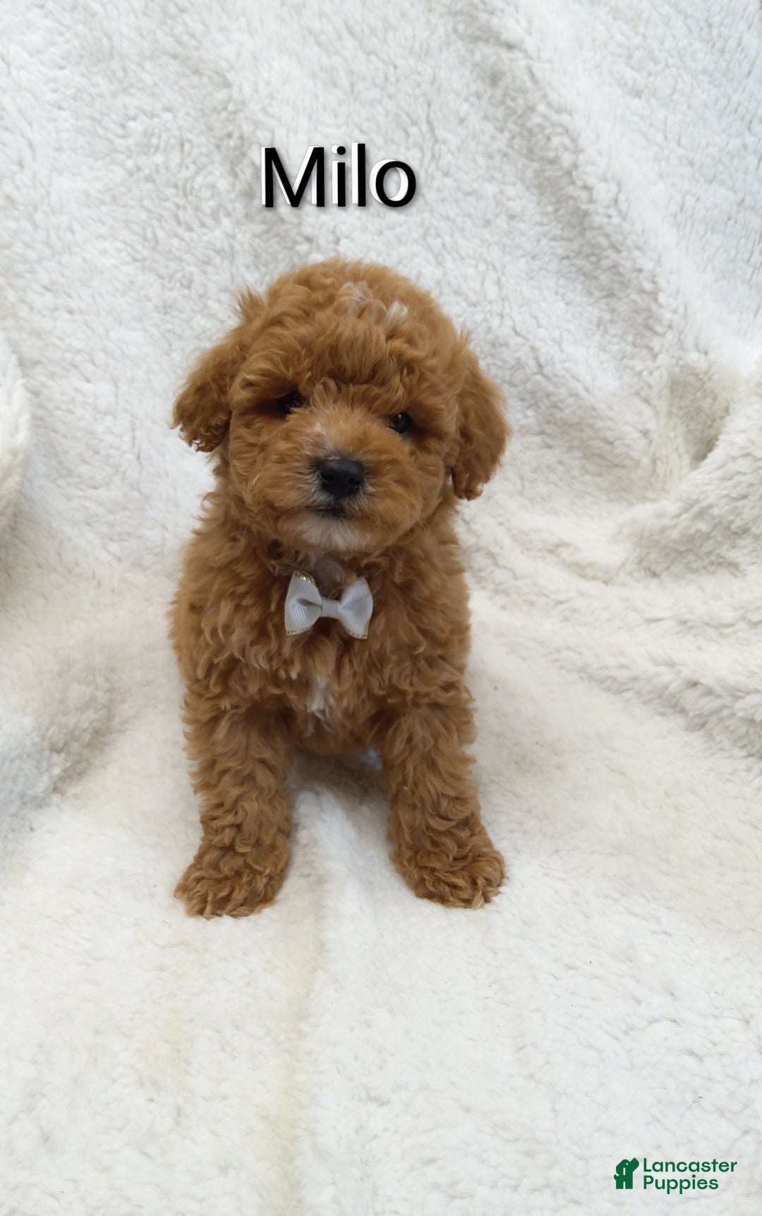 Mini Goldendoodle dogs for sale: Mini Goldendoodle Puppy 1 - Ad 6