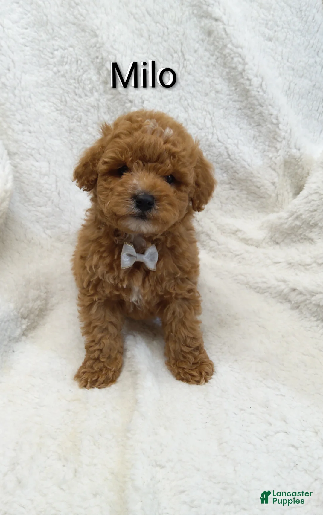 Mini Goldendoodle dogs for sale: Mini Goldendoodle Puppy 1 - Ad 6