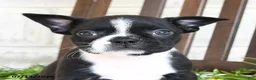 Boston Terrier dogs for sale: Inky - Ad 5