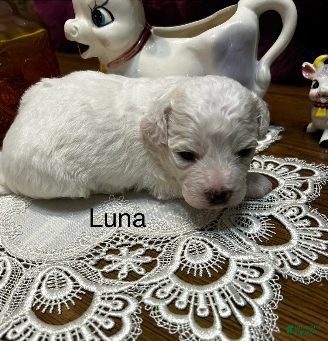 Bichon Frise dogs for sale: Bichon Frise Puppy 1 - Ad 2