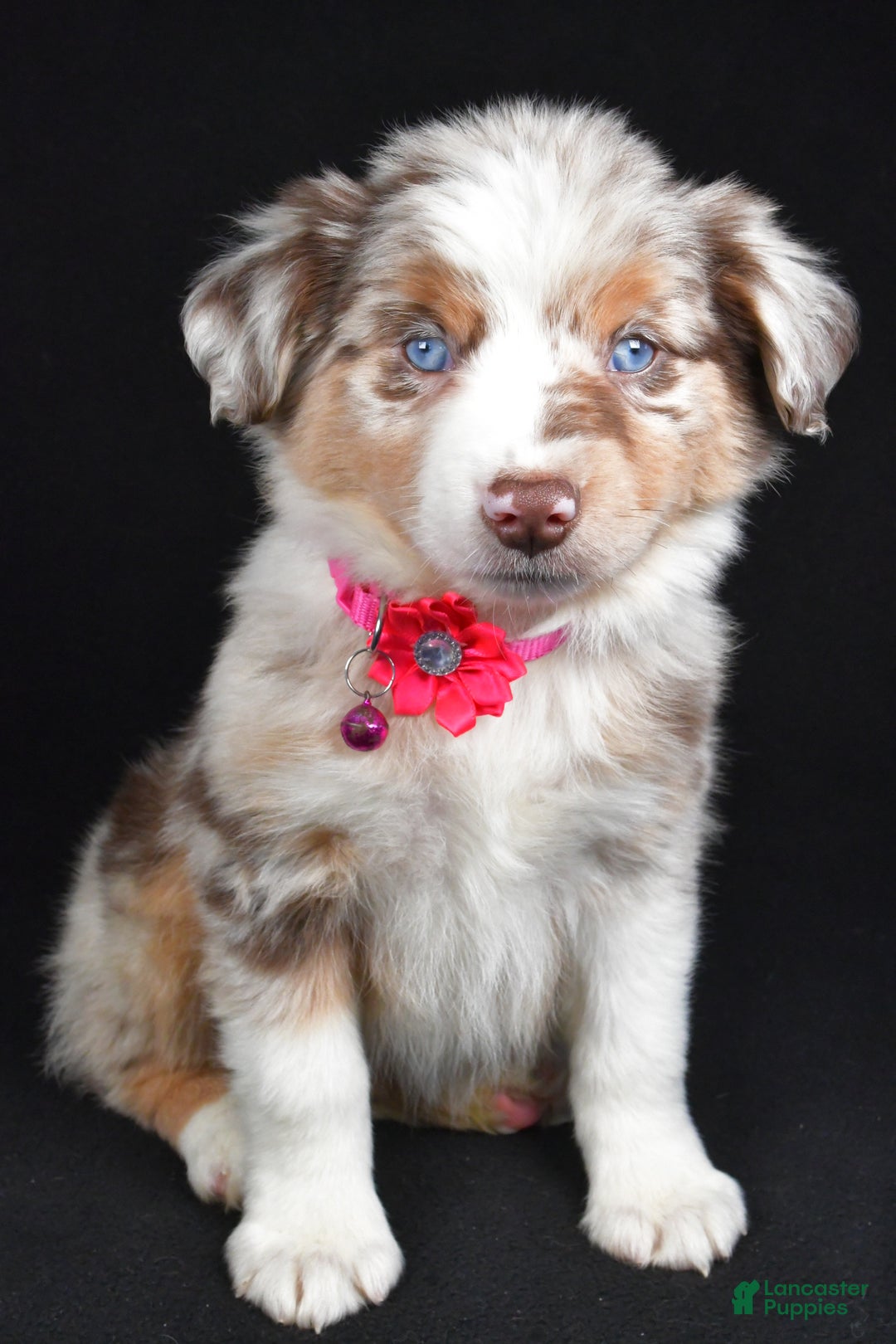 Miniature Australian Shepherd dogs for sale: Olivia - Ad 10