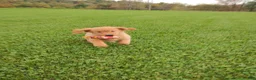 Golden Retriever dogs for sale: Copper - Ad 7