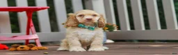 Cocker Spaniel dogs for sale: Theo - Ad 3