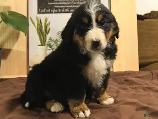 Bernedoodle dogs Ringo - Ad 34