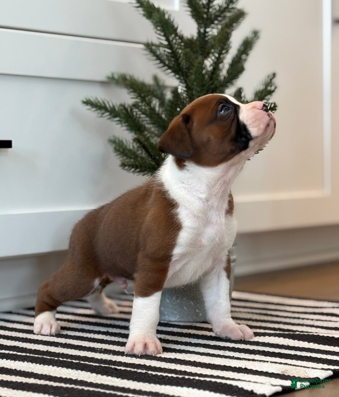 Boxer dogs for sale: Ace - Ad 5