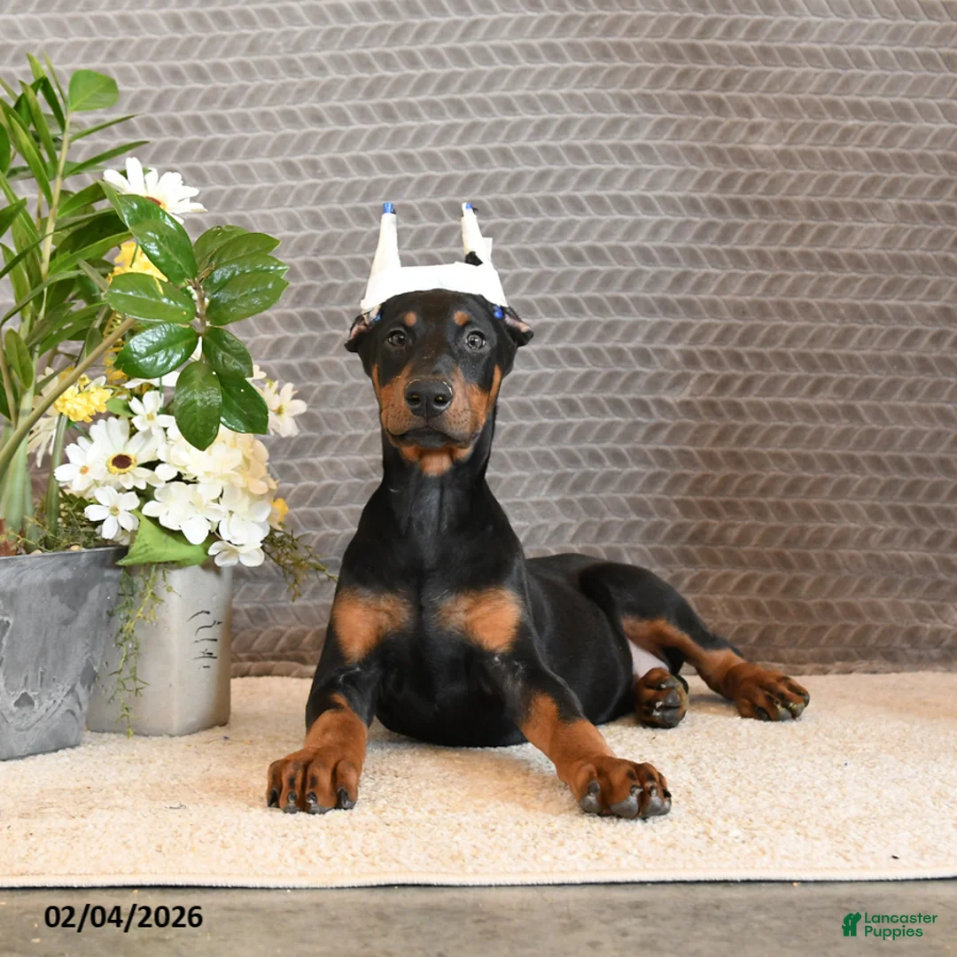 Doberman Pinscher dogs for sale: Zola - Ad 3