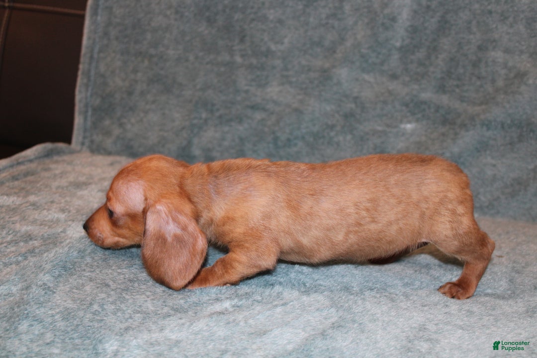 Miniature Dachshund dogs for sale: HAZEL MINI  - Ad 9