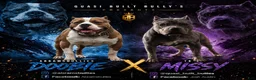 American Bully dogs for sale: Mia - XL American Bully Puppy  - Ad 4