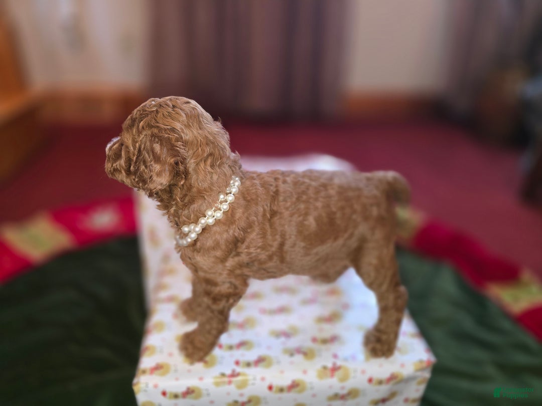 Standard Poodle dogs for sale: Lily - Ad 3