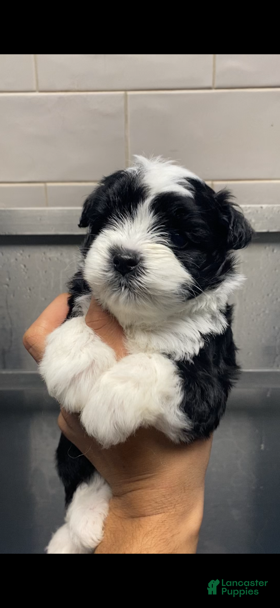 Miniature Schnauzer dogs Miniature Schnauzer Puppy 2 - Ad 6