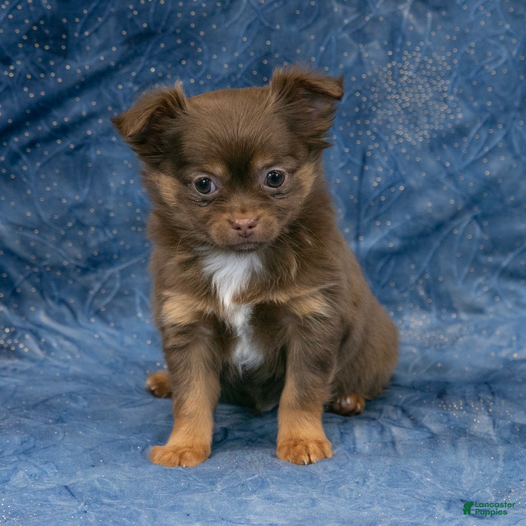 Chihuahua dogs for sale: Brandy - Ad 6