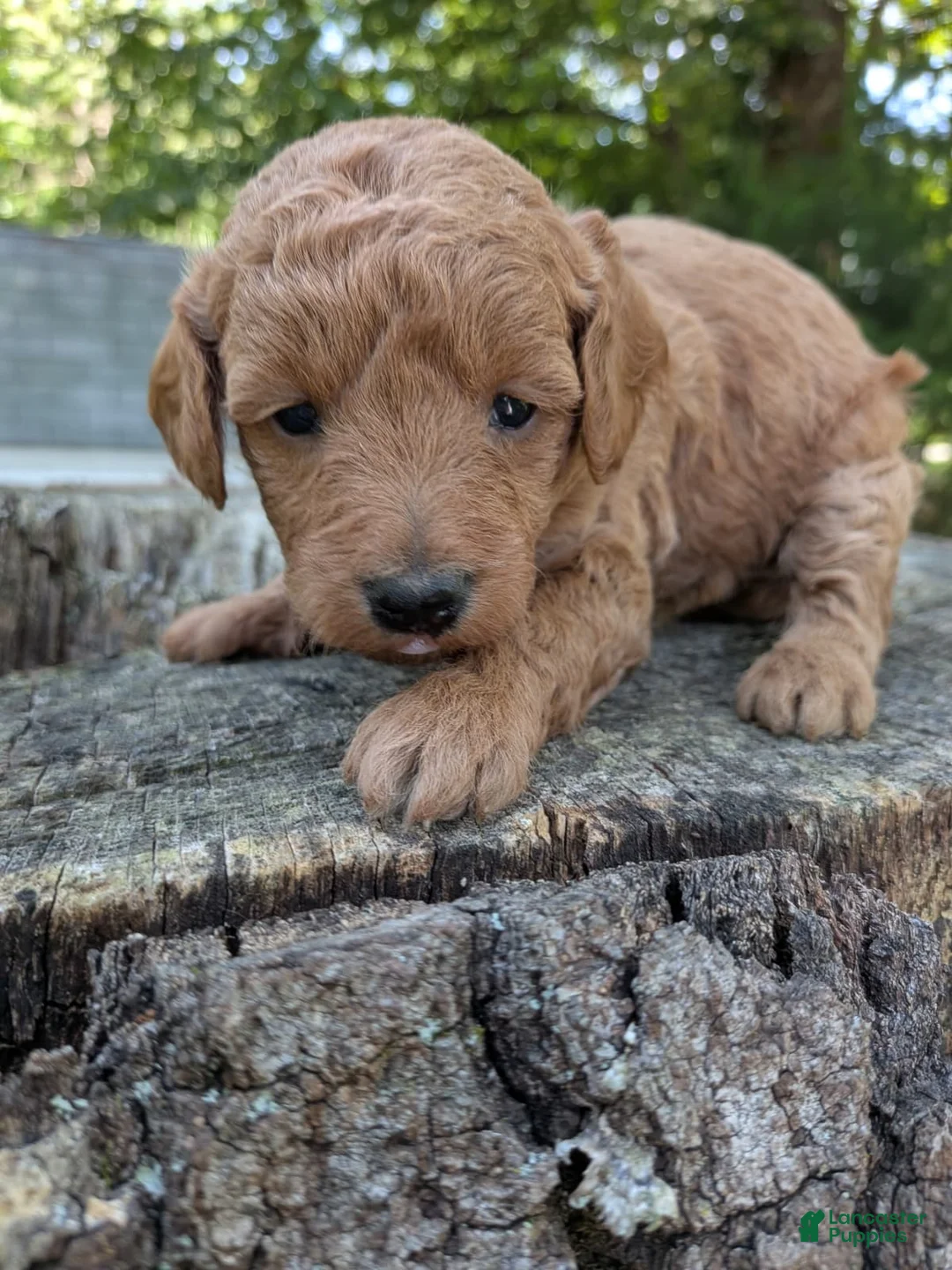 Miniature Labradoodle dogs for sale: Tara - Ad 1