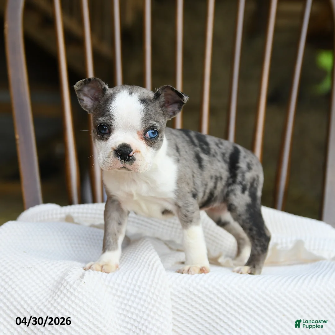 Boston Terrier dogs for sale: Tilly - Ad 1
