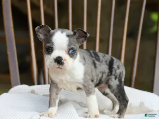 Boston Terrier dogs for sale: Tilly - Ad 3