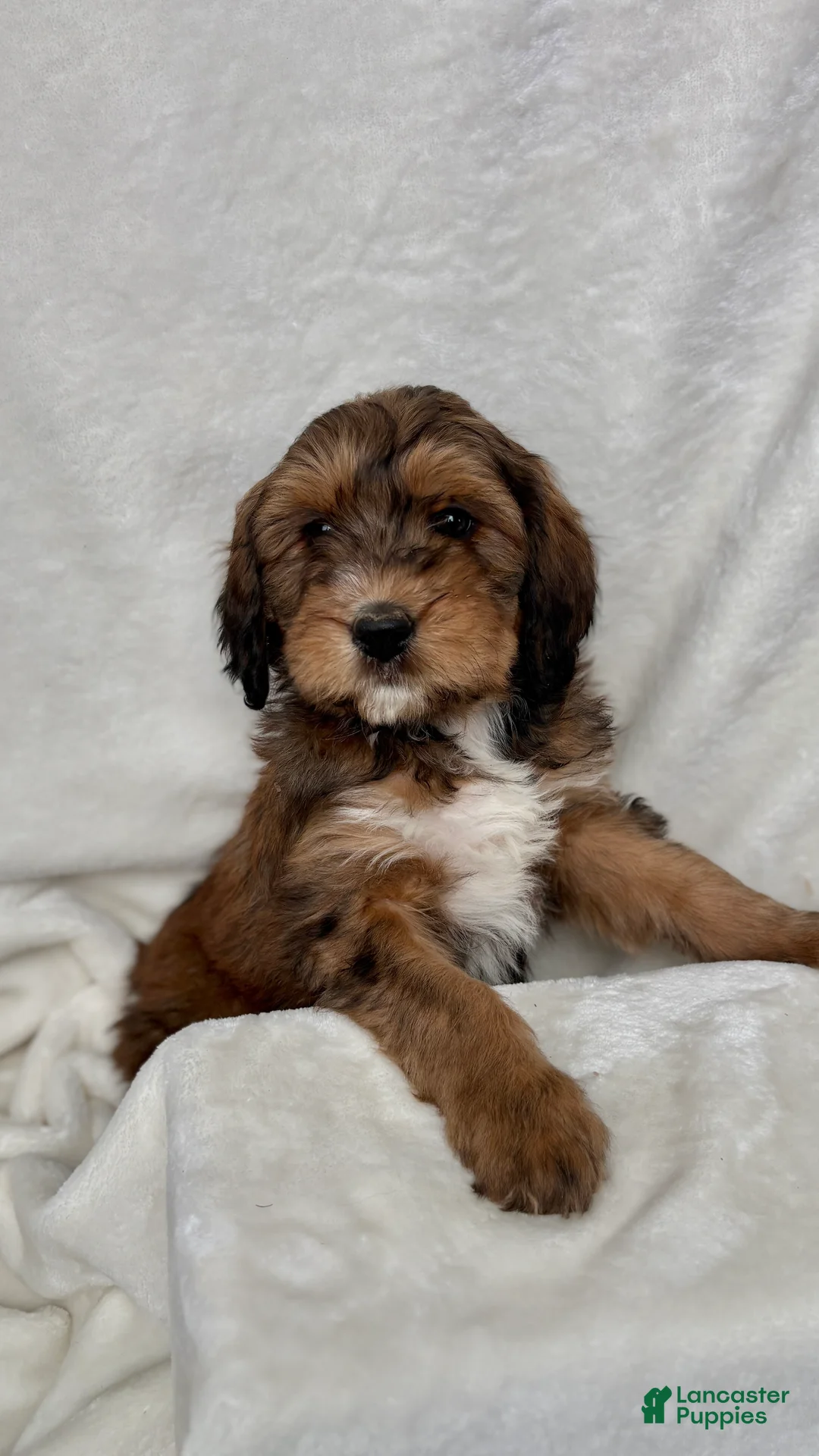 Bernedoodle dogs for sale: Max - Ad 2