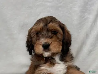 Bernedoodle dogs Max - Ad 30