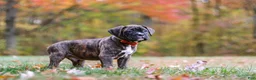 Boxer dogs for sale: Miles - Ad 5