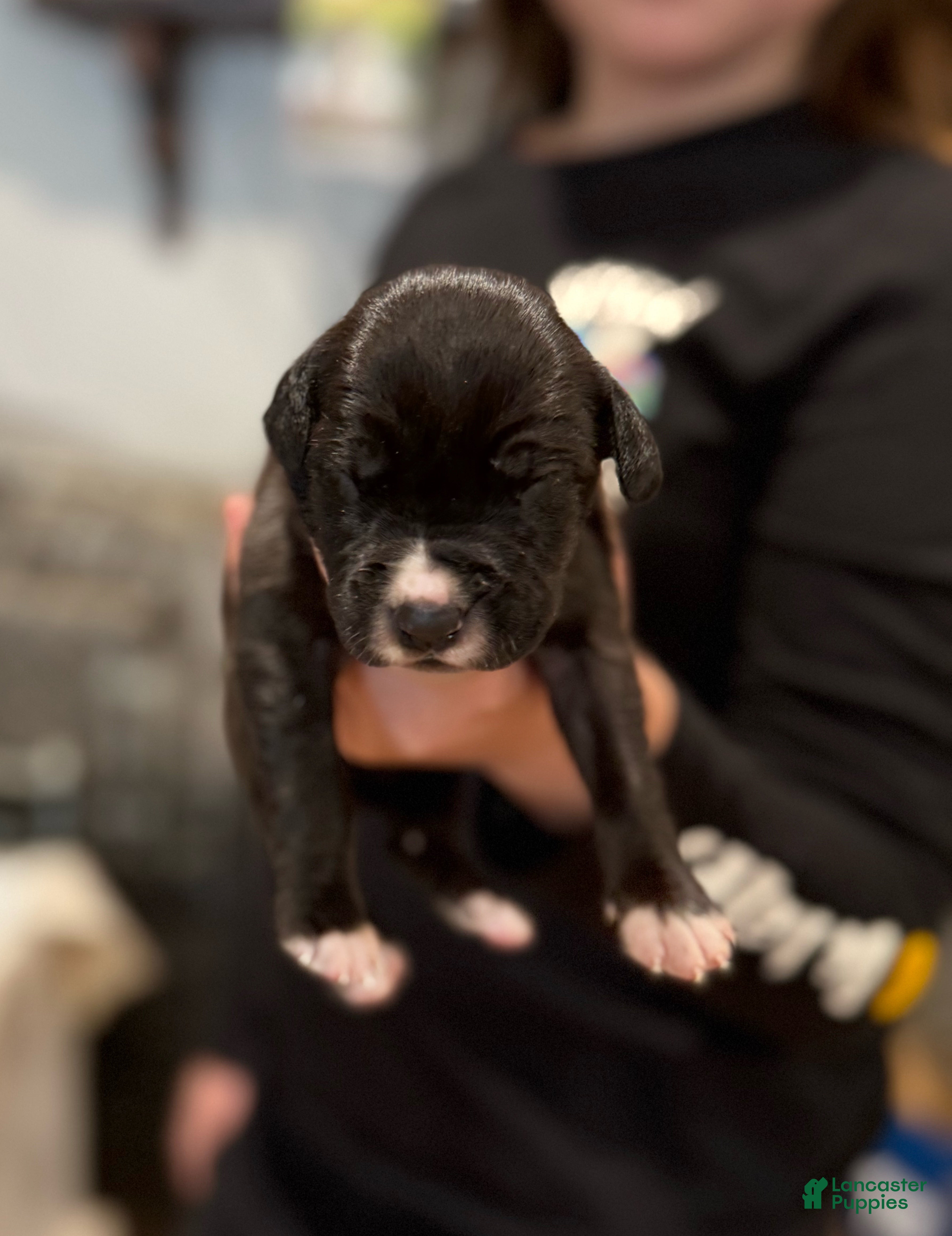 Great Dane dogs Male pup - Ad 41