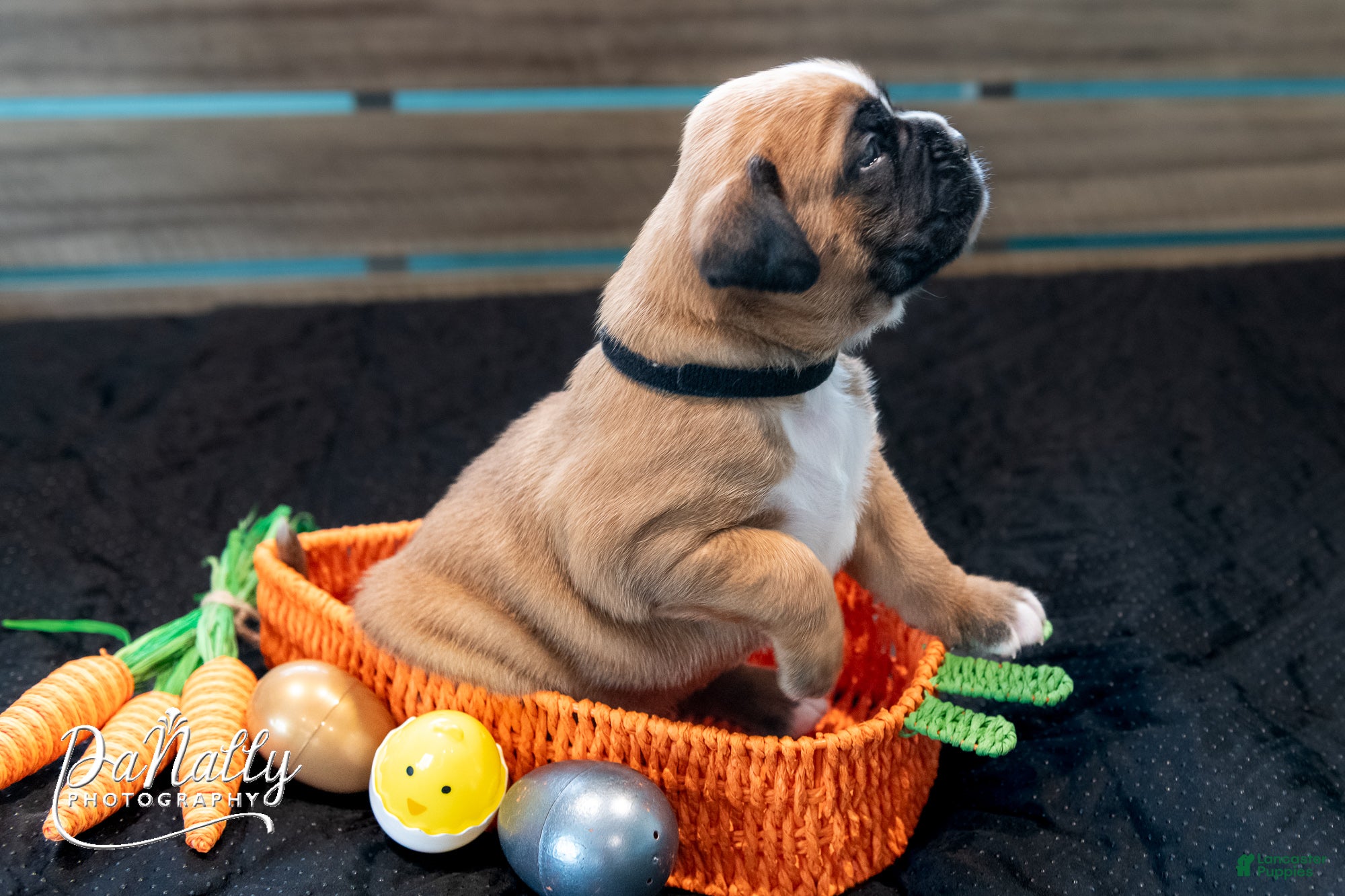 Boxer dogs Boxer Puppy 2 - Ad 2