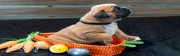 Boxer dogs for sale: Boxer Puppy 2 - Ad 2