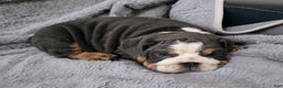 English Bulldog dogs for sale: Berry - Ad 4