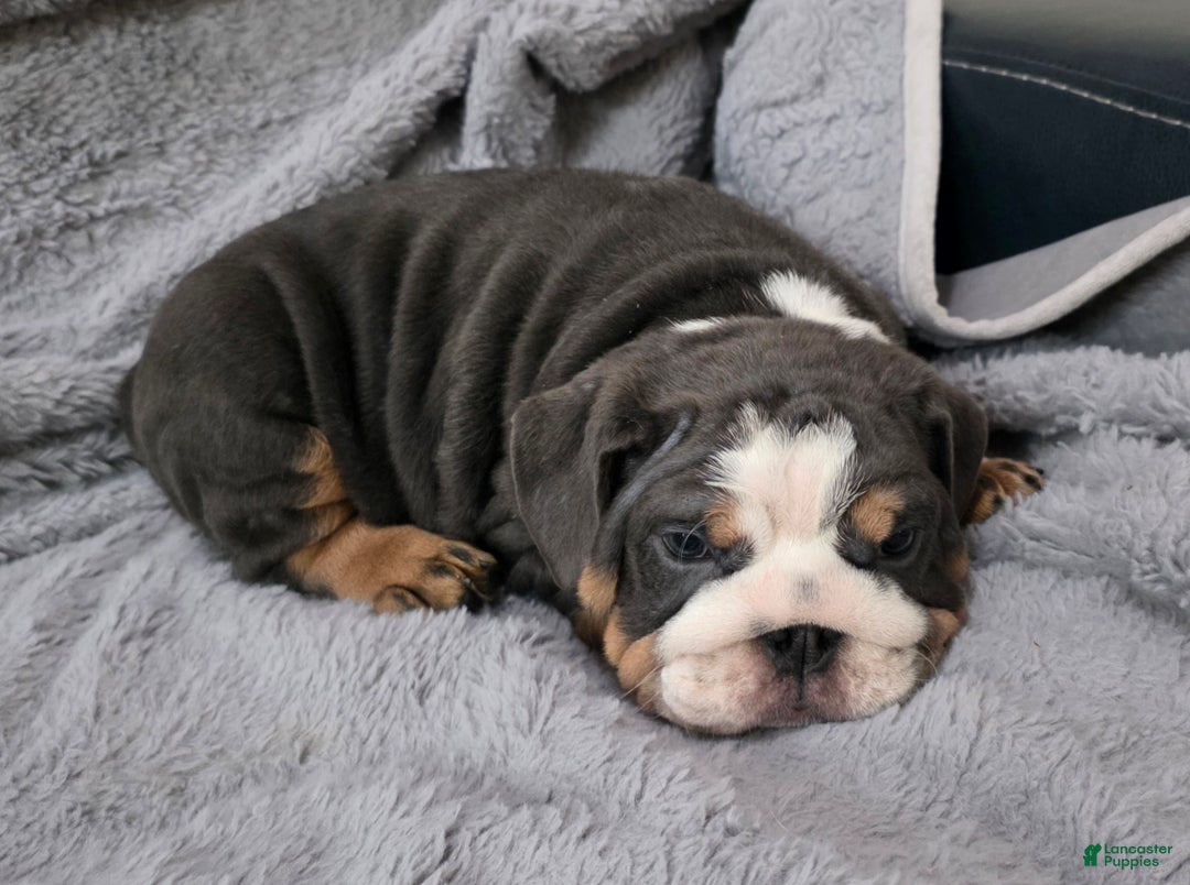 English Bulldog dogs for sale: Berry - Ad 4