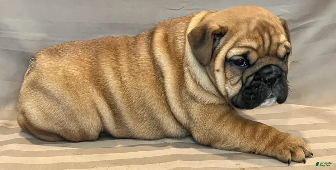 English Bulldog dogs for sale: Violet  - Ad 6