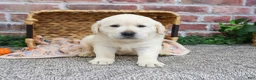 Labrador Retriever dogs for sale: Jeremiah  - Ad 4