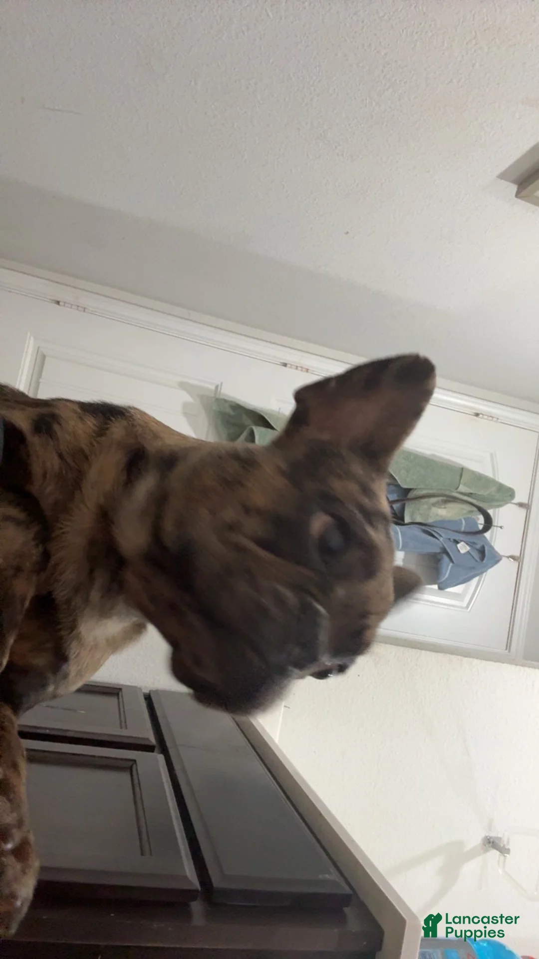 French Bulldog dogs for stud: Rubble - Ad 2