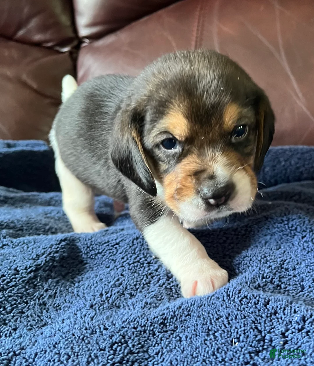 Beagle dogs for sale: Beagle 1 - Ad 2